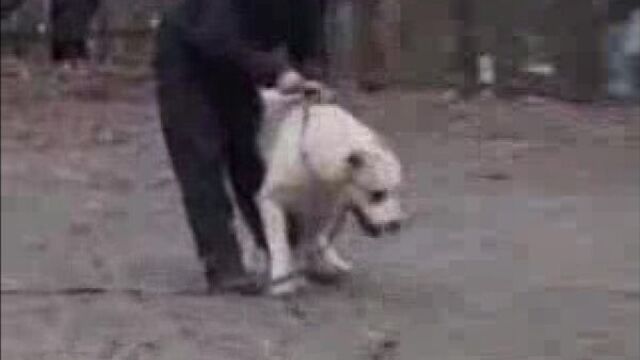 Собаки - геи!