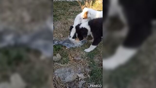 Video_20230125164057113_by_filmigo.mp4