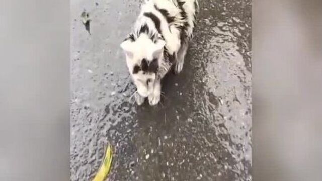 Video by бот мадина | анонимный чат