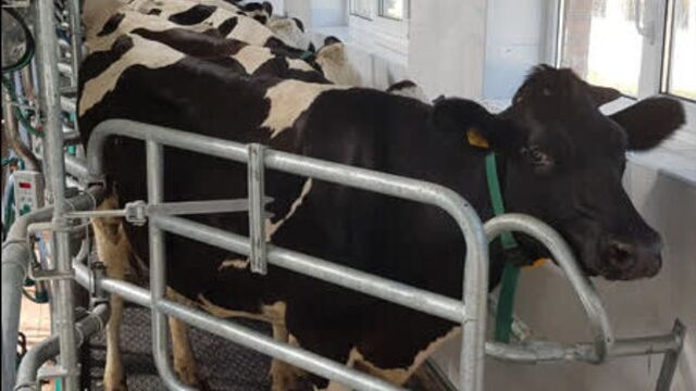 Брюховецкий аграрный комплекс. доильный зал "елочка". наша работа.