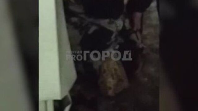 В чебоксарах толпой избили подростка в конфликте движений “чвк редан” и "оффники"