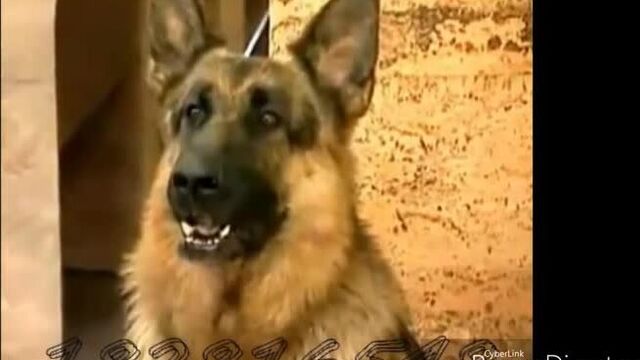 ???? умер знаменитый пёс граф шутц хунд(27.08.2018)????????