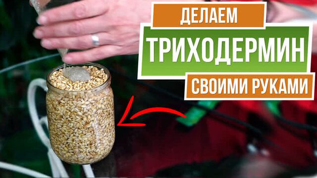 Триходермин - своими руками ✔️ триходерма вериде ✔️ советы от garden-zoo