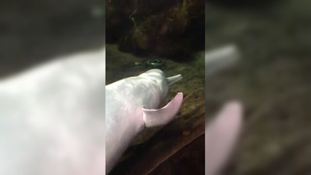 Дельфин развлекается с рыбой, просто зоо порно xd