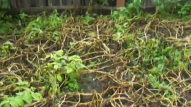 7. секс в деревне