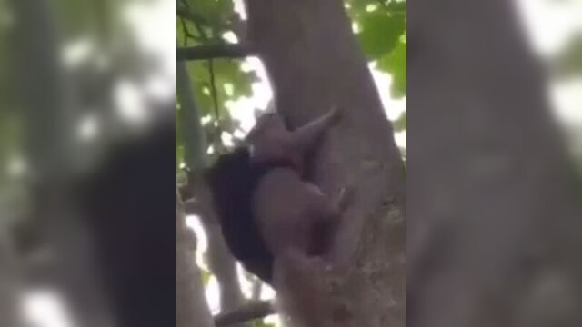 Белки ебуться