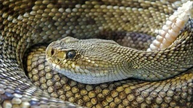 Гремучая змея укусила в квартире молодую девушку под москвой