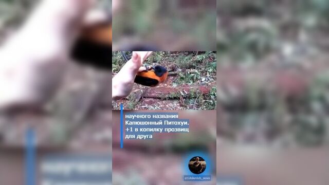 Первая ядовитая птица капюшонный питоху