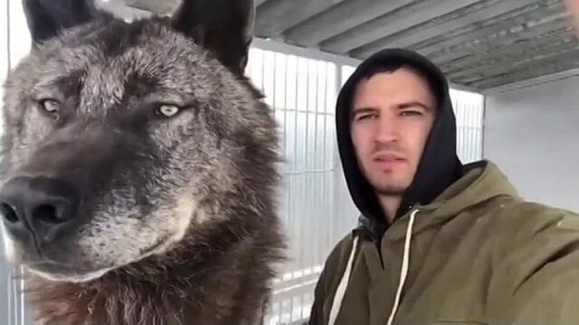 Канадский волк – самый крупный подвид серого волка на североамериканском континенте