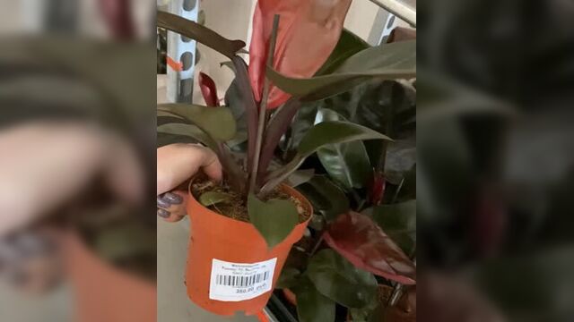 Video by флориссима: цветы | растения | ростов-на-дону