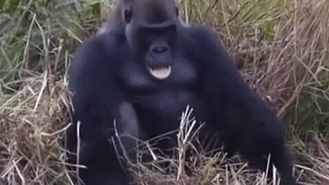 Гифки | горилла | обезьяна