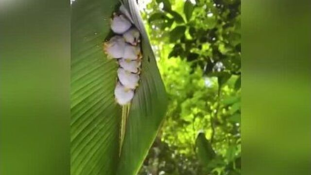 Летучие мыши вида белый листонос строят себе такие «палатки» из листьев, где спят днём и прячутся от дождя.