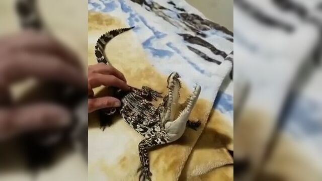 Крокодил. видео от удачная жизнь