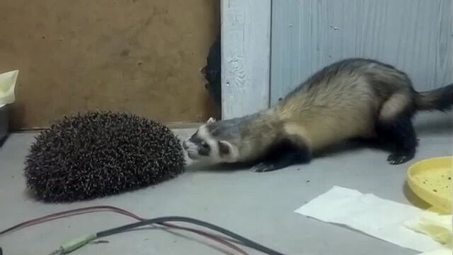 Хорёк против ежа!!!!!!