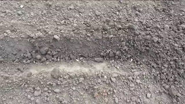 Сею арбузы в открытый грунт