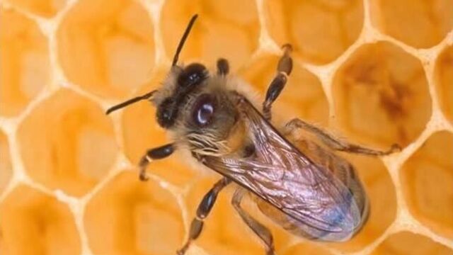 Сыновья россии. кто пчелок уважает