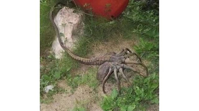 Когтеступ американский - плоскоухий членистоногий и очень коварный_ ( 480 x 854 ).mp4