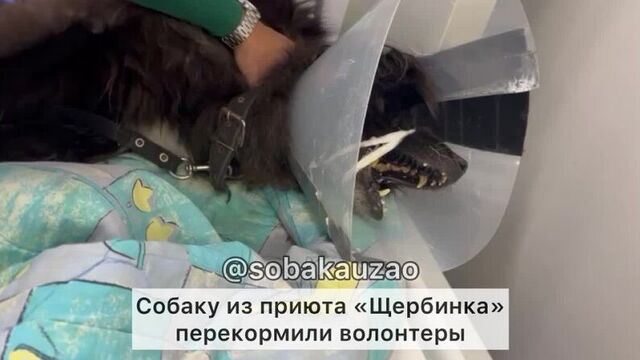 Экстренная поездка в клинику беланта. собаку из приюта «щербинка» перекормили волонтеры.