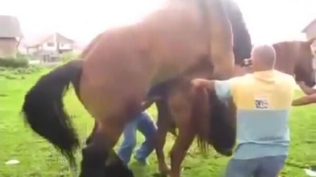 Спаривание коня и лошади 18 ( эротика порно )