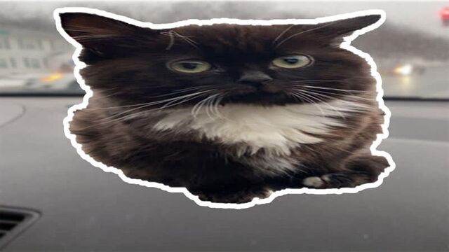 Кот чмоня — откуда мем?