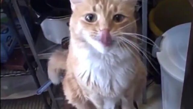 Приколы животные я плакал до слез супер смех супер юмор , приколы с животными, юмор с животными, лучшие приколы 2015