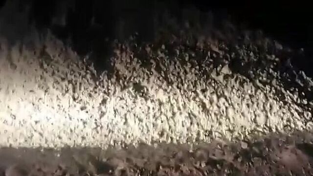 Video by подслушано в лесном ♔