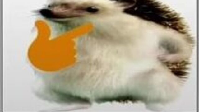 Головач лена