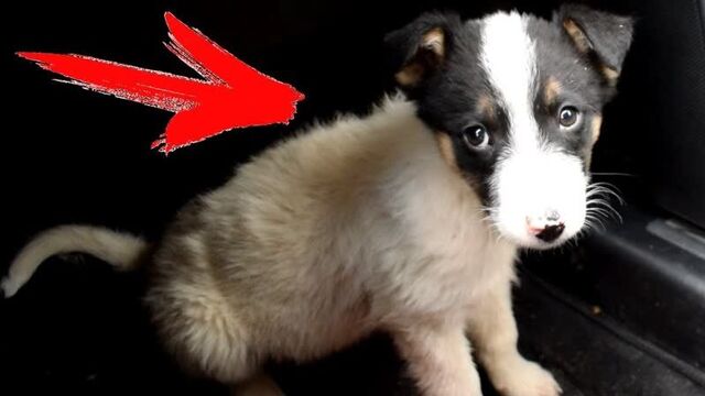 [китай bugaga] очень важное видео ... серхио возвращается ?