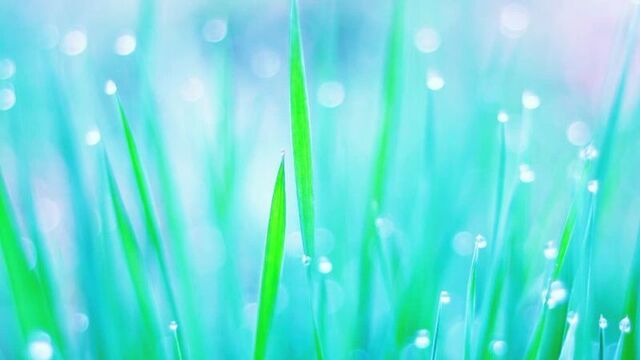 Мистер нокаут 