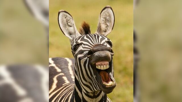 Смешное видео про животных