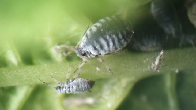 Ветка цветущей черемухи под микроскопом: цветок, лист, тля и муравей-пастух.