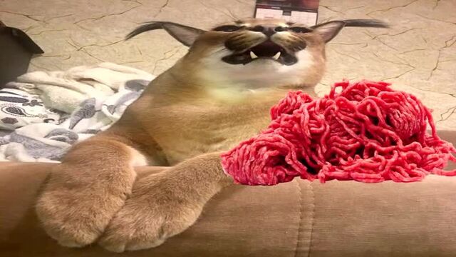 Кот рассказывает как готовить пельмени (шлепа мем).mp4