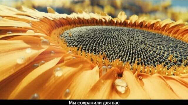 Семечки "джинн" - поделитесь с вашими близкими