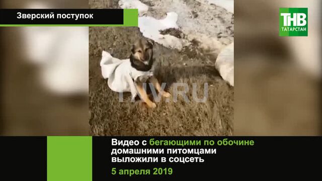 В кукморе на обочине обнаружили живых собак в мешках