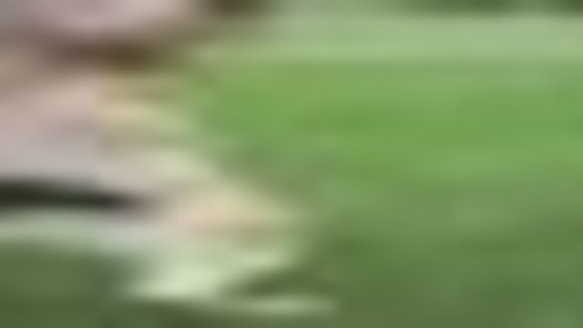 Туркмениски алабай мой сабака