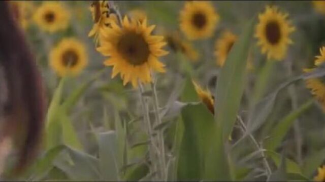 Атиргуллар очди чирой.