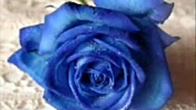 Сени согиндим жоним.!