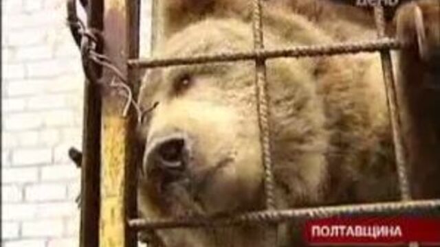 Телеканал "к1". программа "один день". родина малько приручила лева, ведмедицю та крокодила