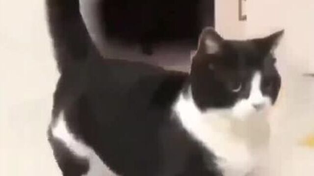 Мемы про котов (по ржать)