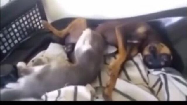 Brazzers zoo-котэ сосёт...)))