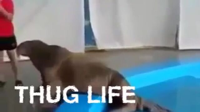 Чертовски хорош