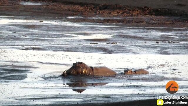 Бегемот съел антилопу (о_о)