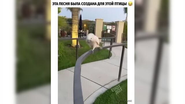 Самая подозрительная прогулка, которую я когда-либо видел 