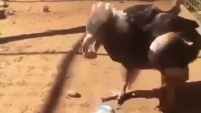 Орёл ломает яйцо 