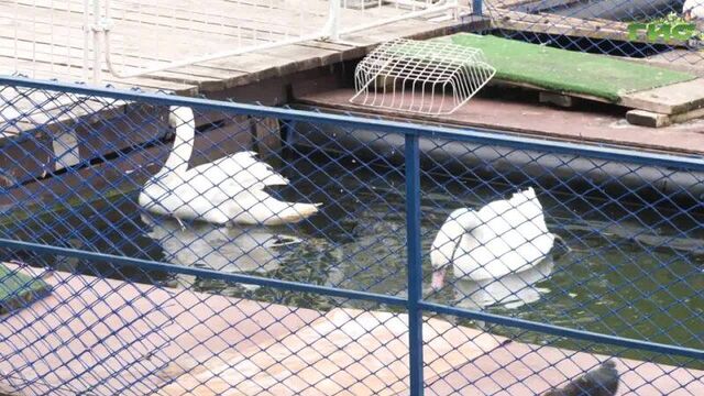 В самарском парке 50-летия октября лебединая стая пополнилась тремя новыми парами