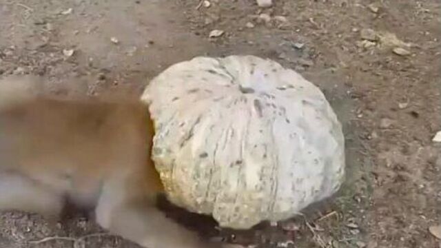 Умные собачки