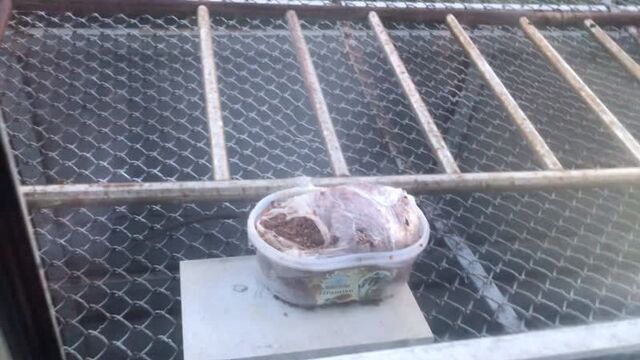 Крысы над рестораном токио сити, спб просвещения, 72