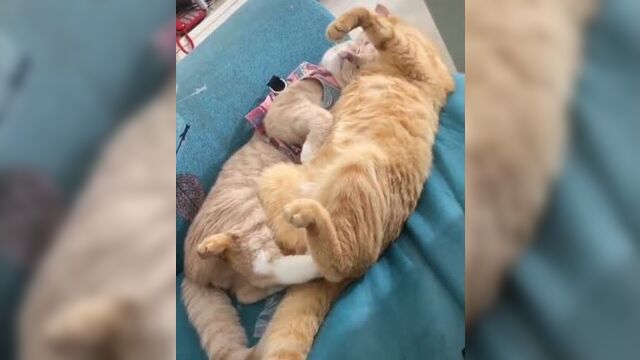 Котики обнимаются