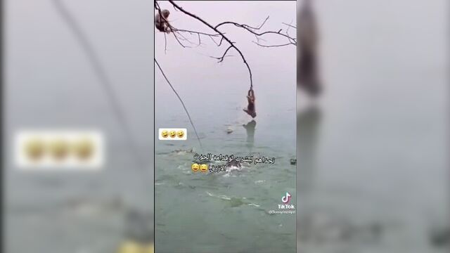 Обезьяны вместе сила