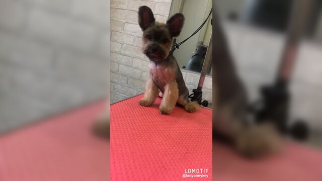 Video by груминг-студия лу-лу.стрижка собак, кошек ижевск